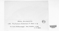 Phyllachora bakeriana image